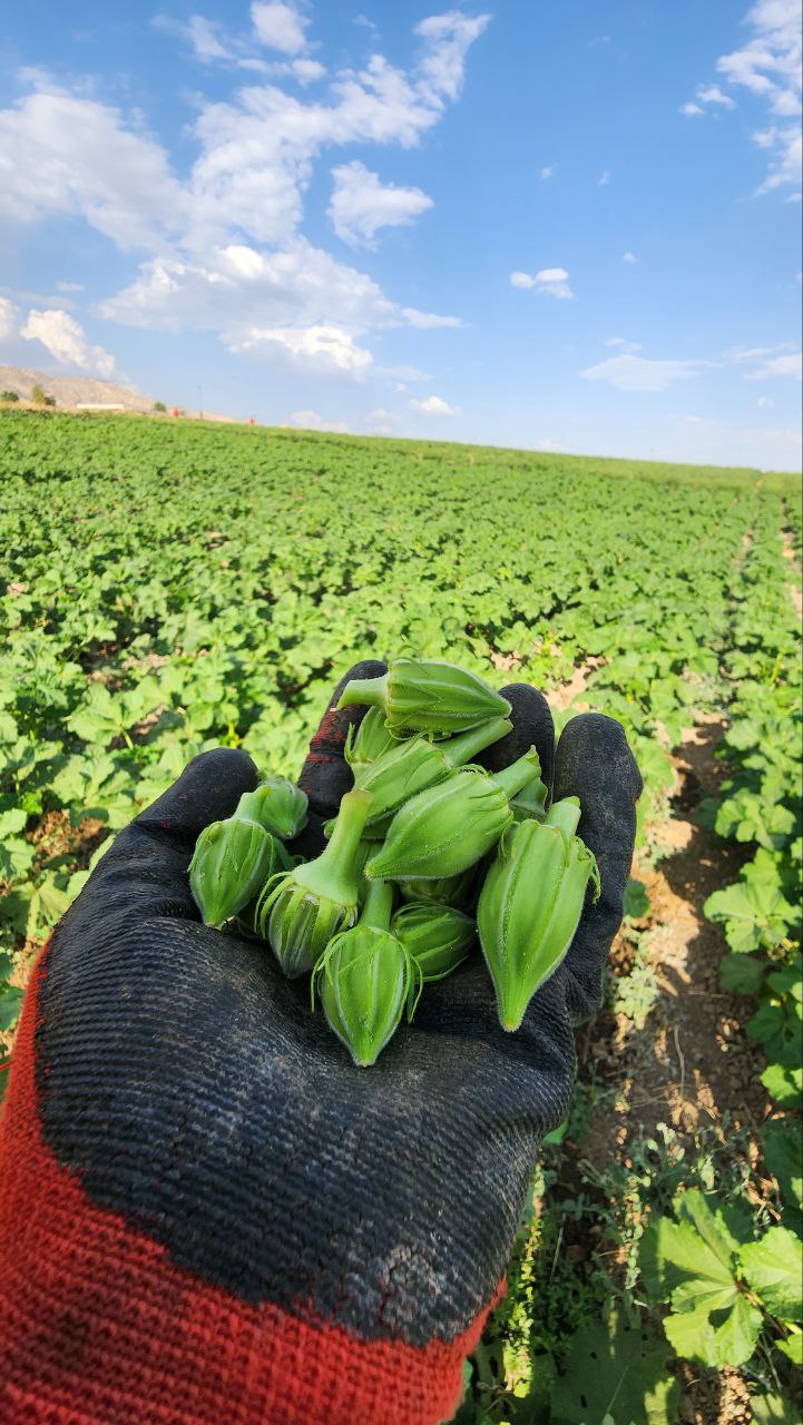 photo1687722983 (12)