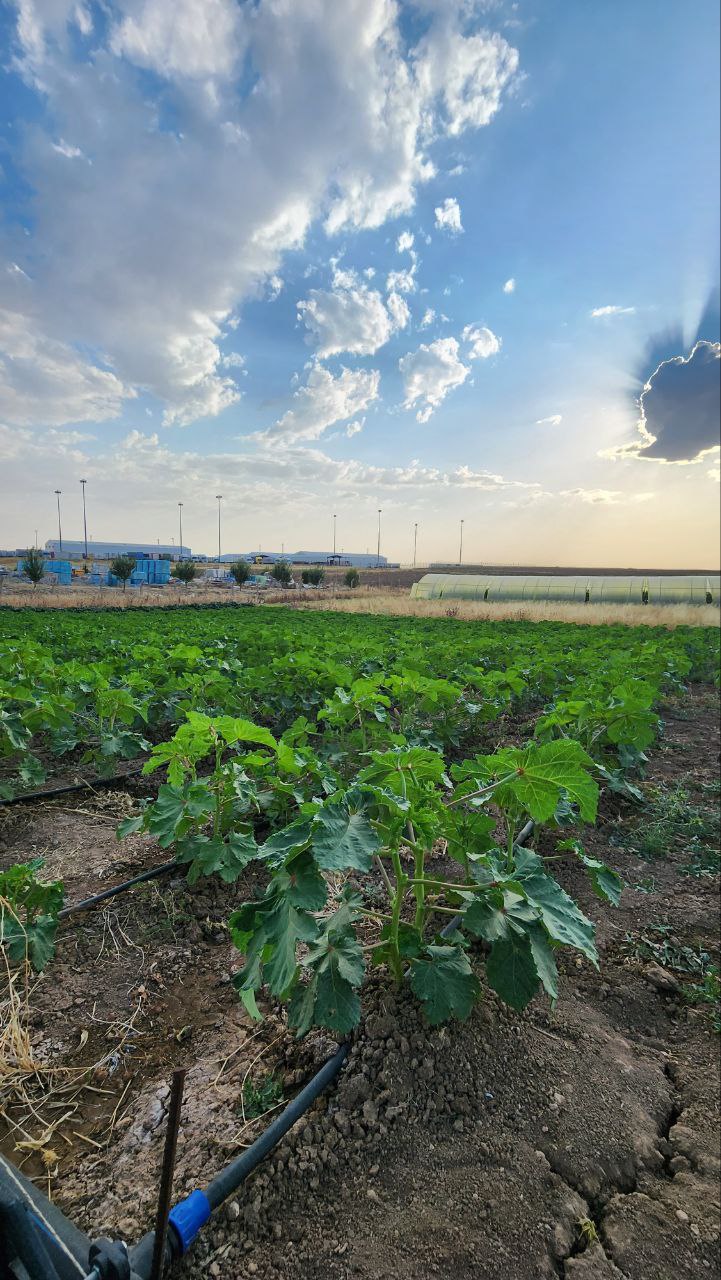 photo1687722983 (15)