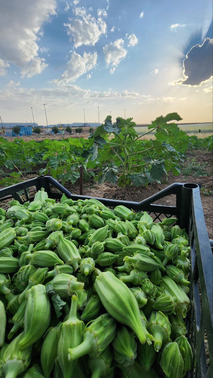 photo1687722983 (16)