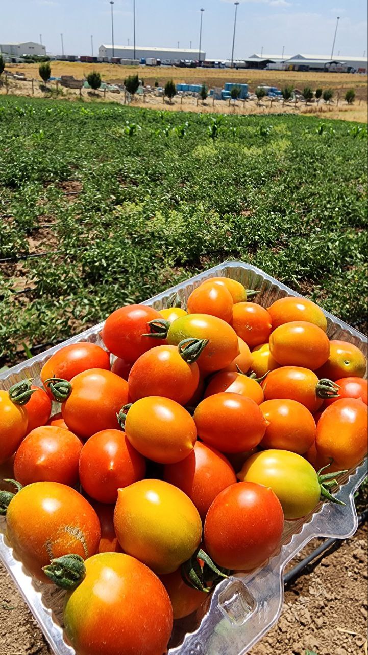 photo1687722983 (25)