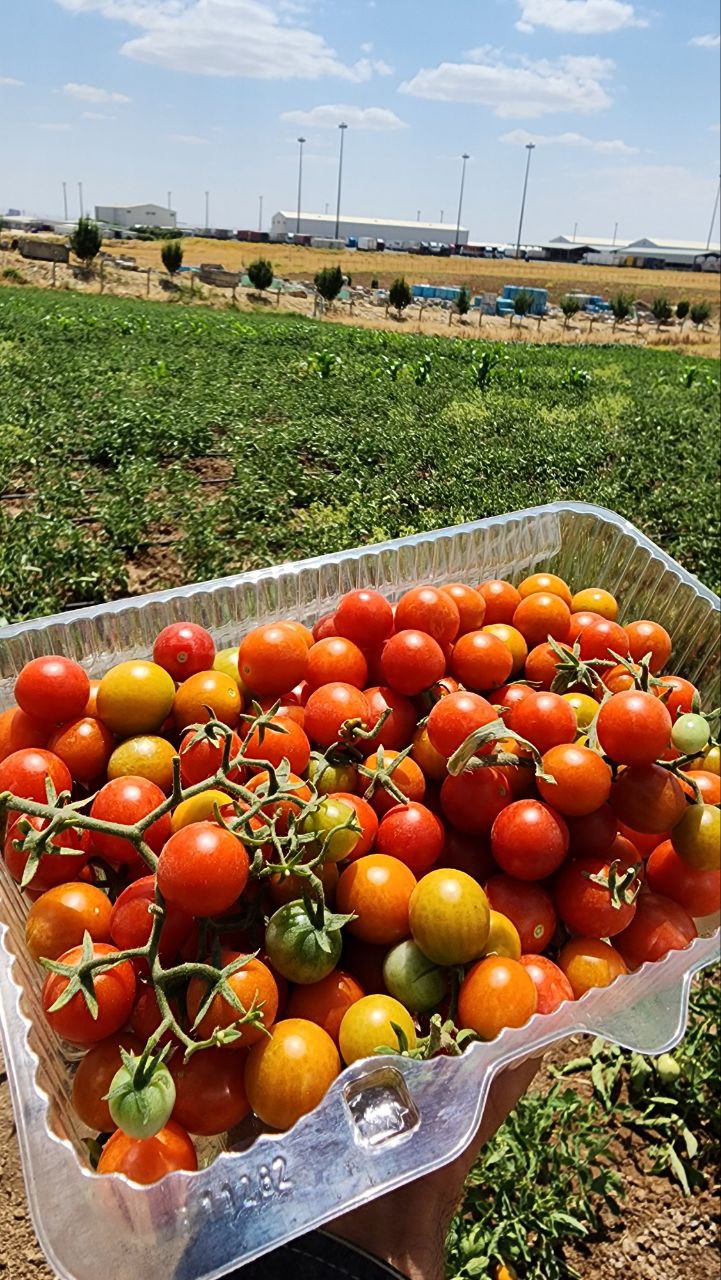 photo1687722983 (26)