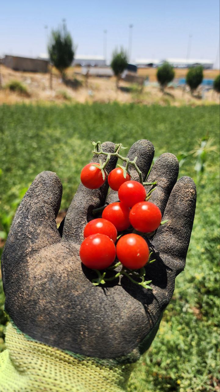 photo1688291680 (13)