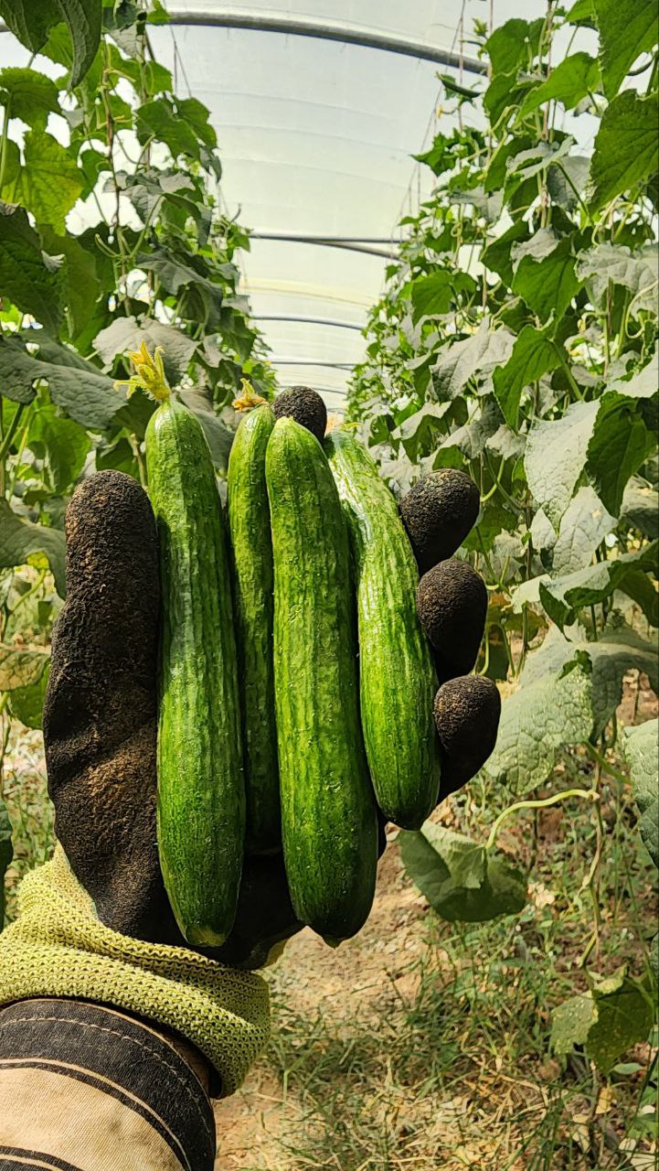 photo1688291680 (18)