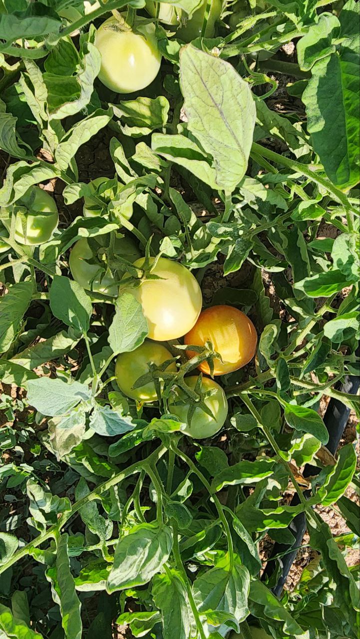 photo1688291680 (22)